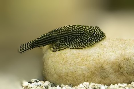 Hill Stream Loach